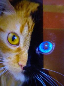 Meditații gratuite preșcolari