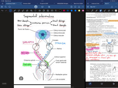 Pregatire Bac anatomie si admitere Medicina